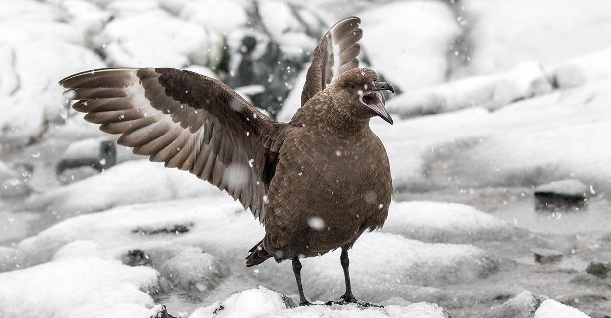 അന്റാർട്ടിക്കയിൽ ആദ്യമായി പക്ഷിപ്പനി സ്ഥിരീകരിച്ചു; ബാധിച്ചത് ബ്രൗൺ സ്കുവയെ: 50,000 ജോഡി പെൻഗ്വിനുകൾക്ക് ഭീഷണി
